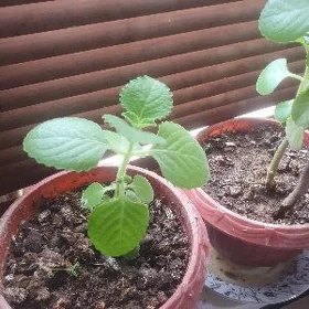 комнатная мята