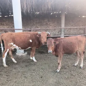 2 Gulajyn Sygyr