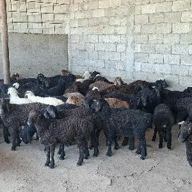 GİSARY SAŸLAMA BERRELER