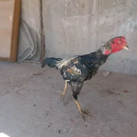 horaz