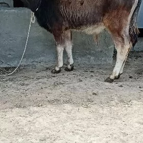 ÖKÜZ ÝERLI ŞWES TOHUM