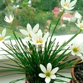 Зефирантус (выскочка)