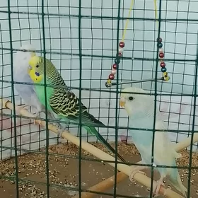 попугай гушлар