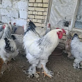 brama towuk bilen sizarka