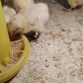 balgar balakly juyje