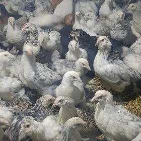 BRAMA juyje 3 yarym aylyk