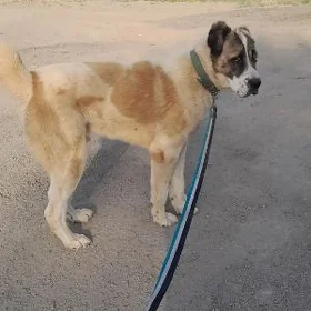 turkmen alabay gujuk