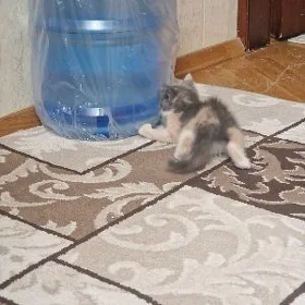 девочка 1.месяц