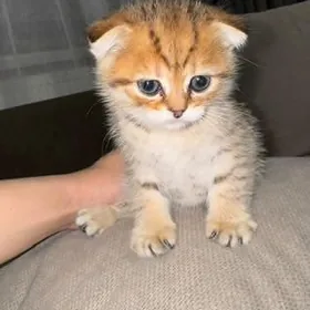 Шотландский вислоухий