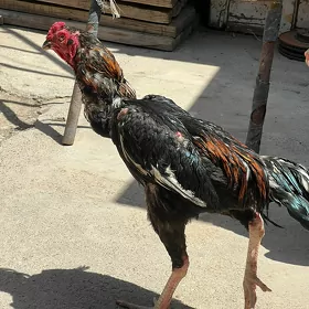 хораз товук