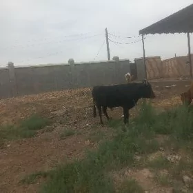 meydan ökizler göleli