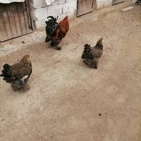 Brama towuklar we juyjeler