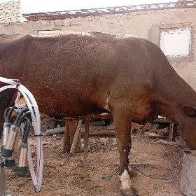 галштейн сментал гатыш сыгыр