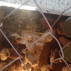 juyjeler we yumurtgalar