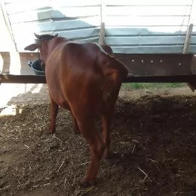 Семиз унажын