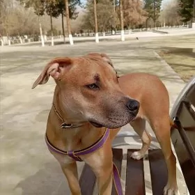 Американский стафф