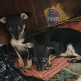 Щенки той-терьера.