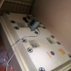 inkabatyr  98 yumurtgalyk