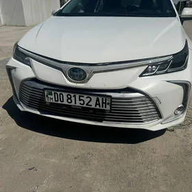Corolla halyjy fara cyra