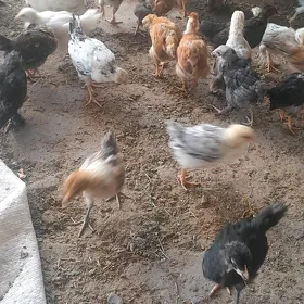 induk we towuk juyjeler