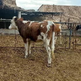 Öküzler we unajynlar