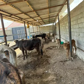 SIVES GOLELI SYGYRLAR