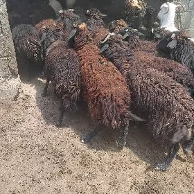 guzuly goyun işşek