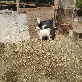 owlakly geçiler ekizem bar