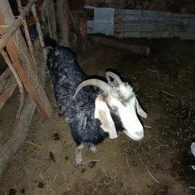 Gysyr gechi Ýetim owlak