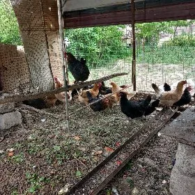 Yaş Sagdyn Towuklar