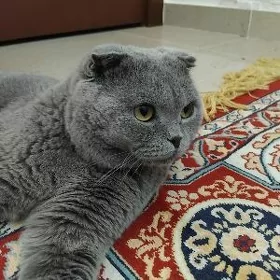 Шотландский вислоухий