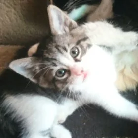 котёнок - мальчик