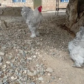 brama towuk yumurtgasy