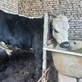 Öküz 1 ýarym ýaşynda