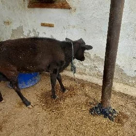 гачар ве окуз