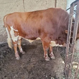 Gereford simental okuz