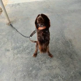 spaniel gujuk