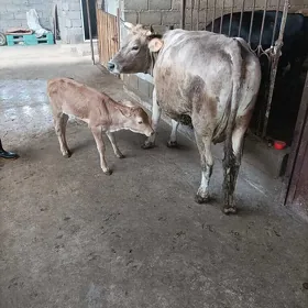 Satlyk göleli sygyr