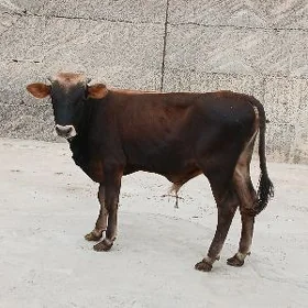 sygyrlar we öküzler