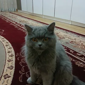 satlyga goymak