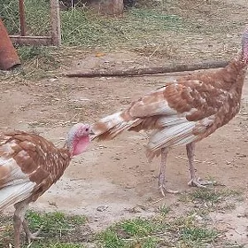 induk owgan paroda erkegi