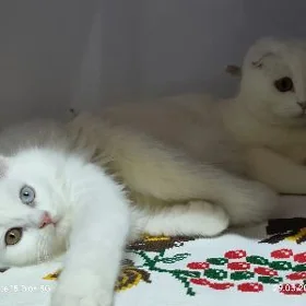 Шотланский-хайленд страйт