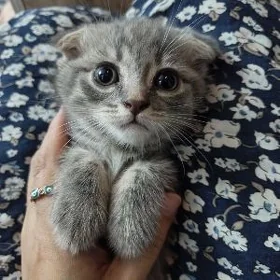 кошки шотландские pisikler