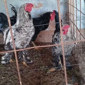 брама хоразлар