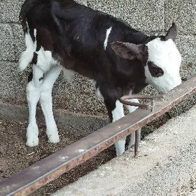 orginal golisteyin goleler