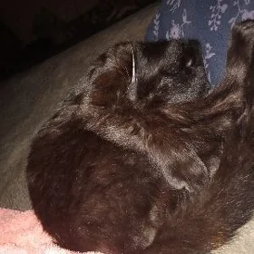 Pisik yiti кот пропал