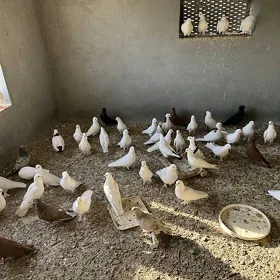 Учурым учин Кепдерилер