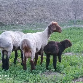 guzuly goyun hem goç