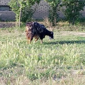 ekiz owlakly we bogaz geciler