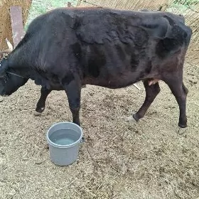 голели сыгыр